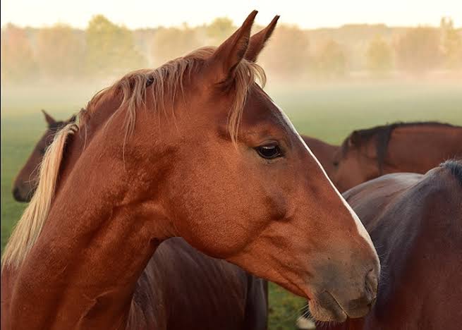 Portrait d’un cheval alezan au milieu du troupeau
