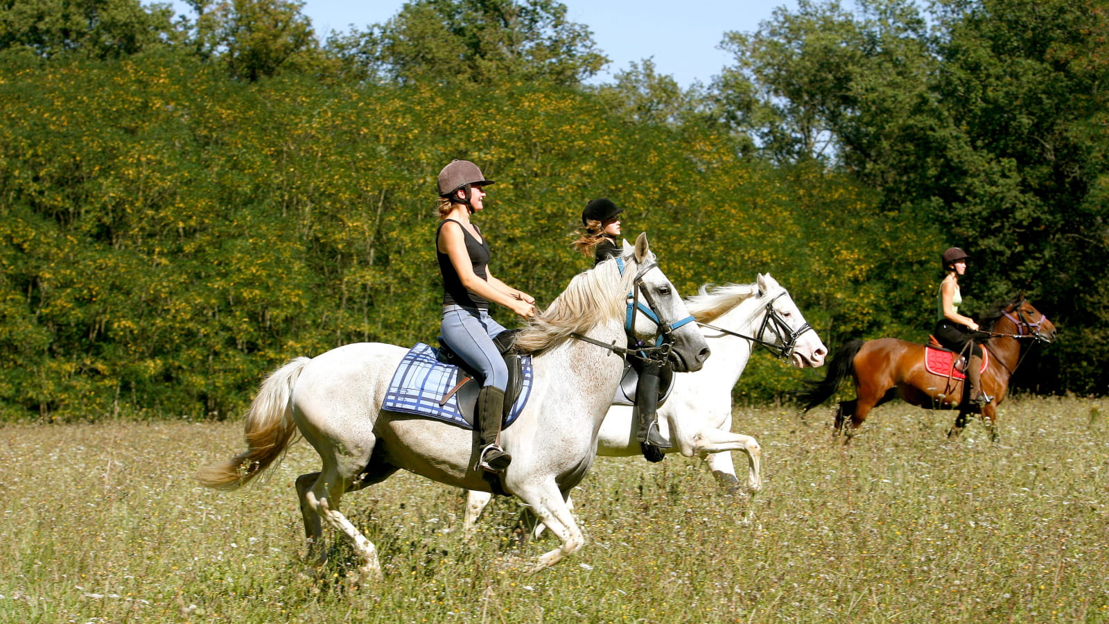 Cavalières à cheval dans une prairie bordée d’arbres