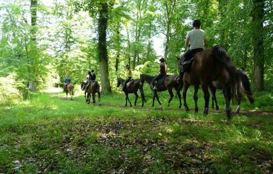Groupe de cavaliers en balade dans un sous-bois lumineux